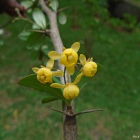 Berberis wightiana C.K.Schneid.